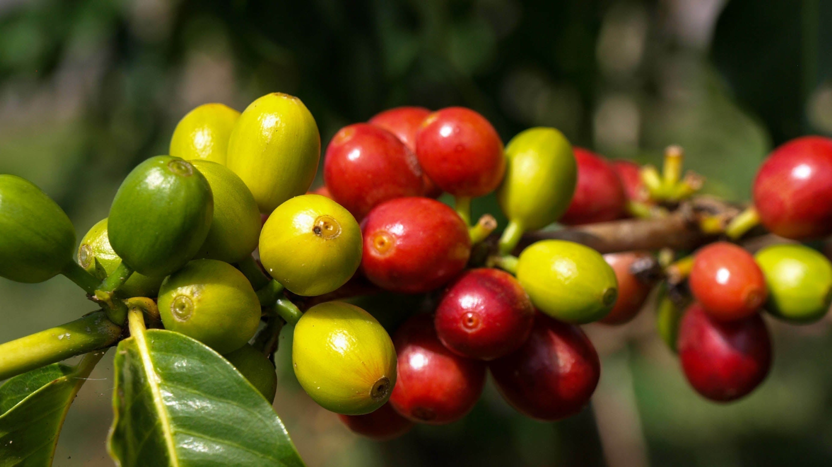 Why is Kona Coffee so Special? Selective Picking is Key.