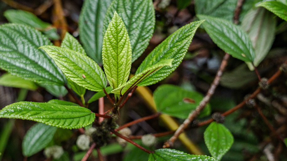What is Mamaki Tea? What are some of the health benefits of it?