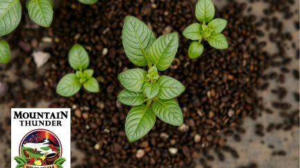 How to use your used Kona Coffee grounds for gardening
