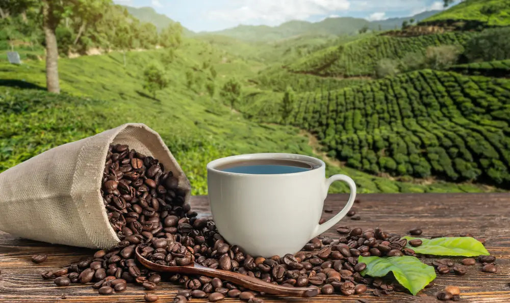 Fresh coffee and roasted beans overlooking a green mountain coffee plantation
