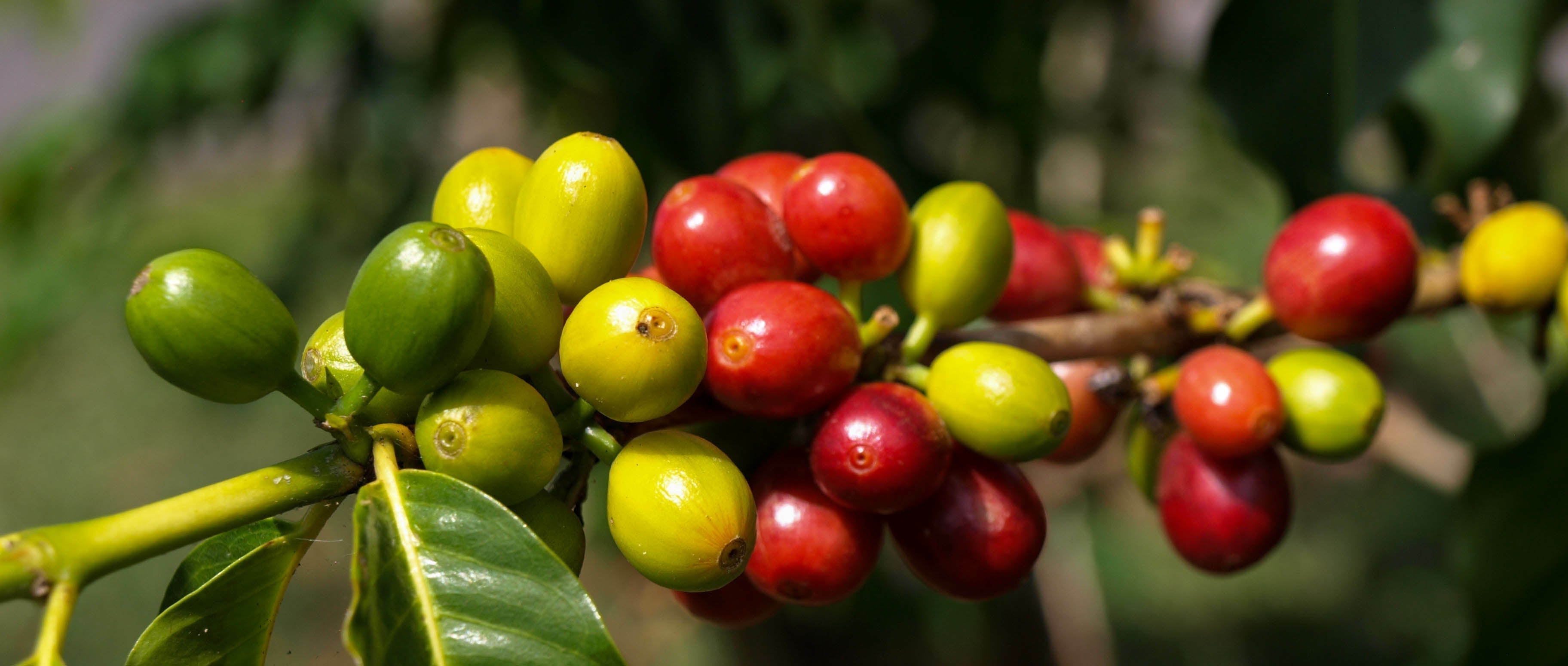 Why is Kona Coffee so Special? Selective Picking is Key.