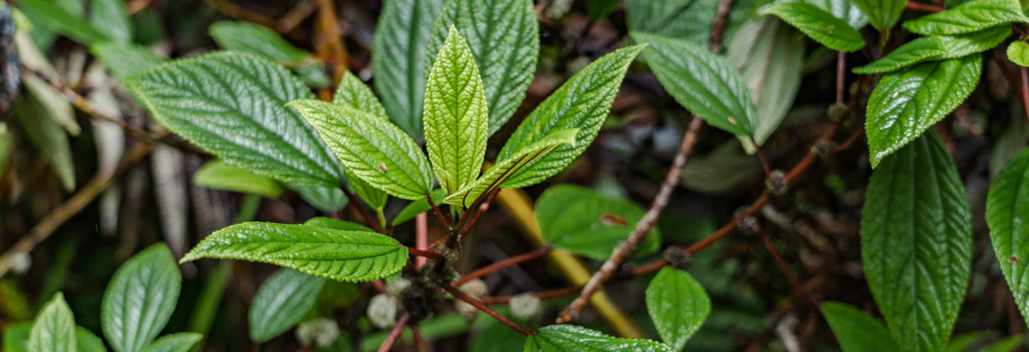 What is Mamaki Tea? What are some of the health benefits of it?