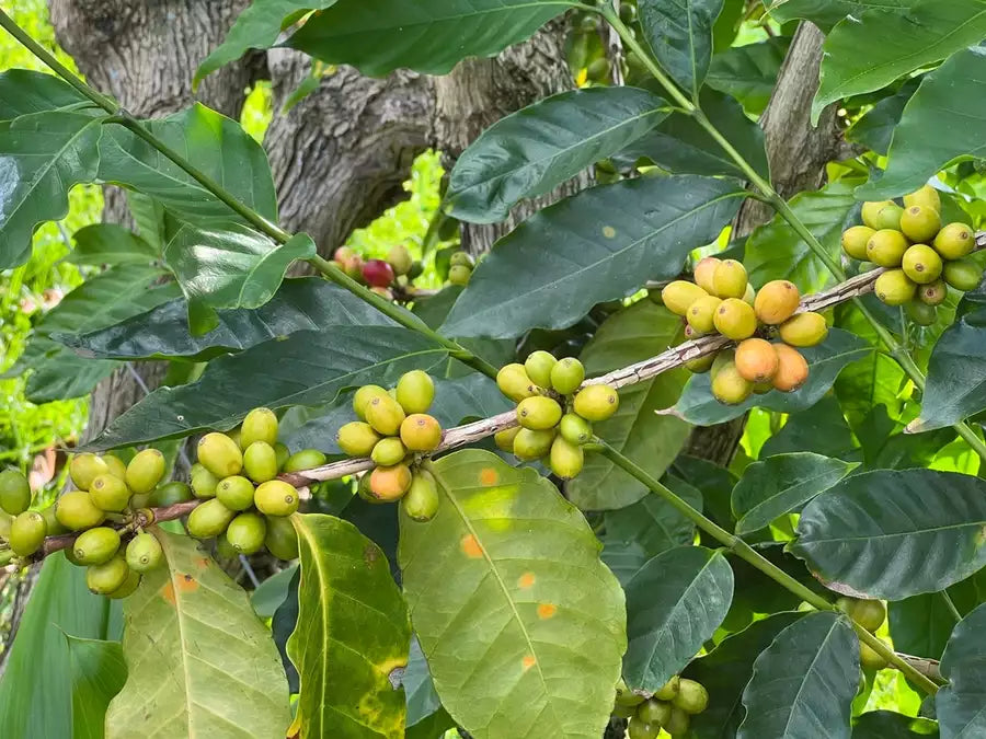 Green coffee beans on a plantation in Hawaii.