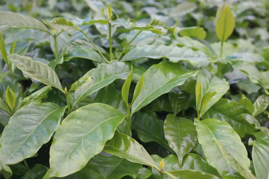Kona coffee plant leaves