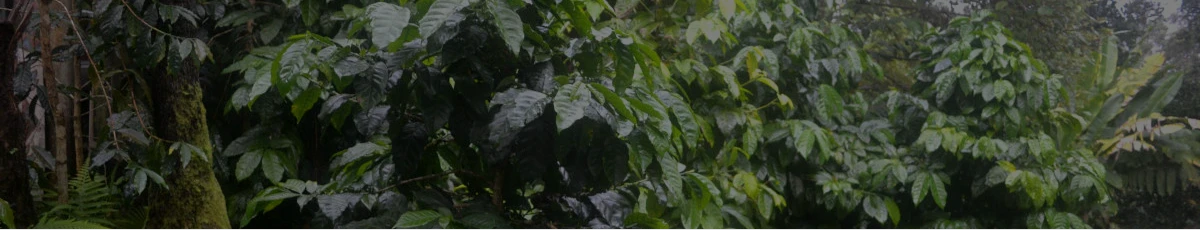 Coffee plants in a rainforest with water droplets on leaves