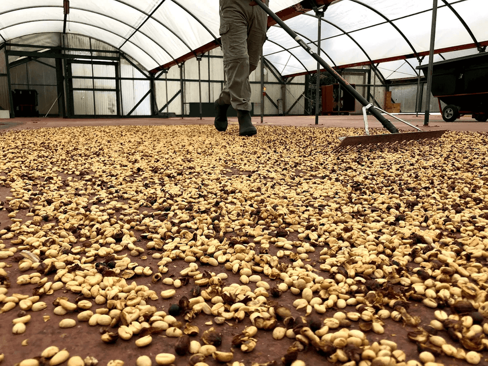 Person walking through a large indoor space filled with coffee beans.