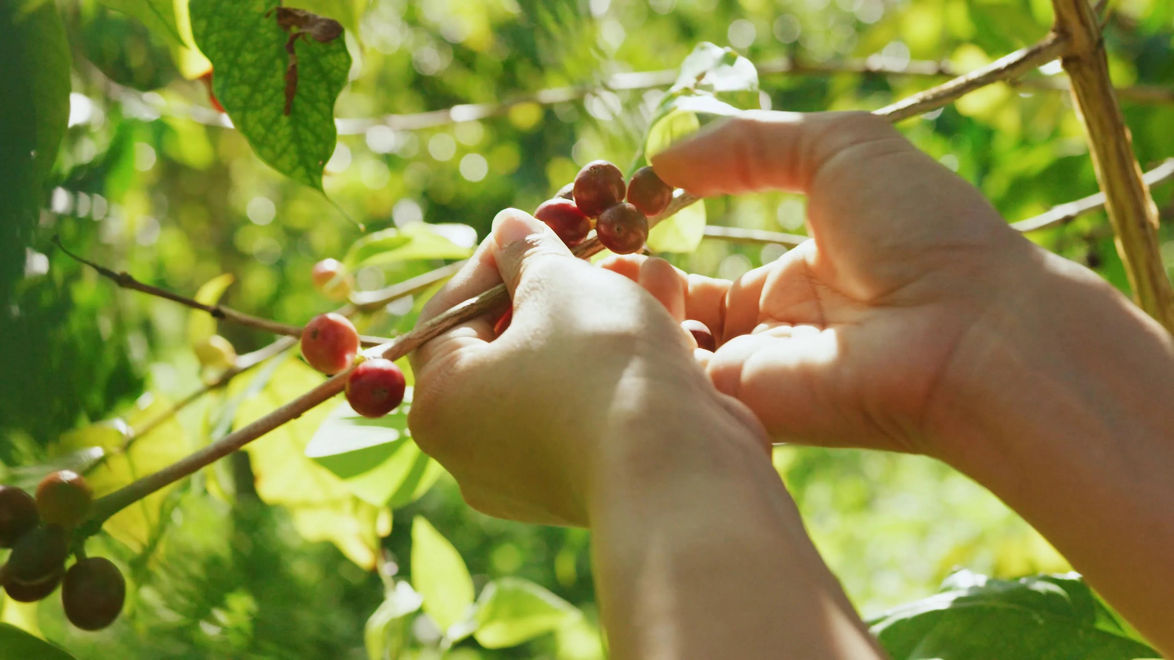 Hands picking coffee cherries from a tree with a blurred green background