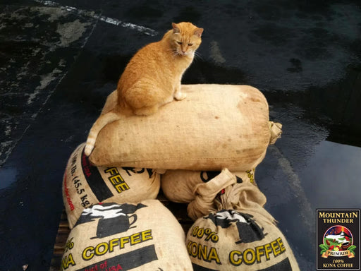 Mountain-thunder-coffee-plantation-8