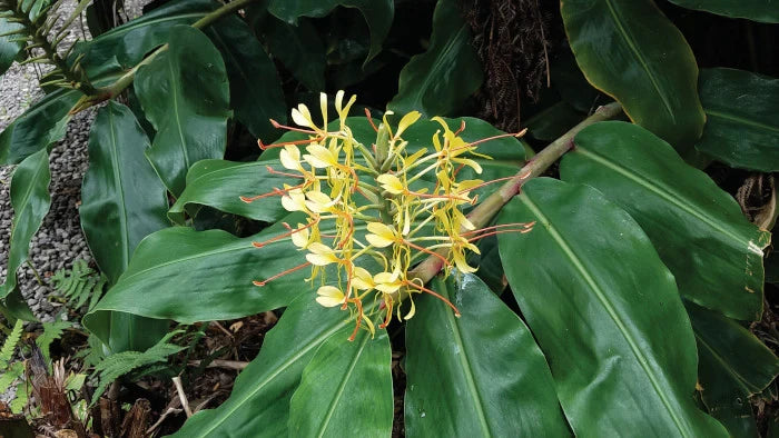 Yellow flowers with green leaves on a natural background