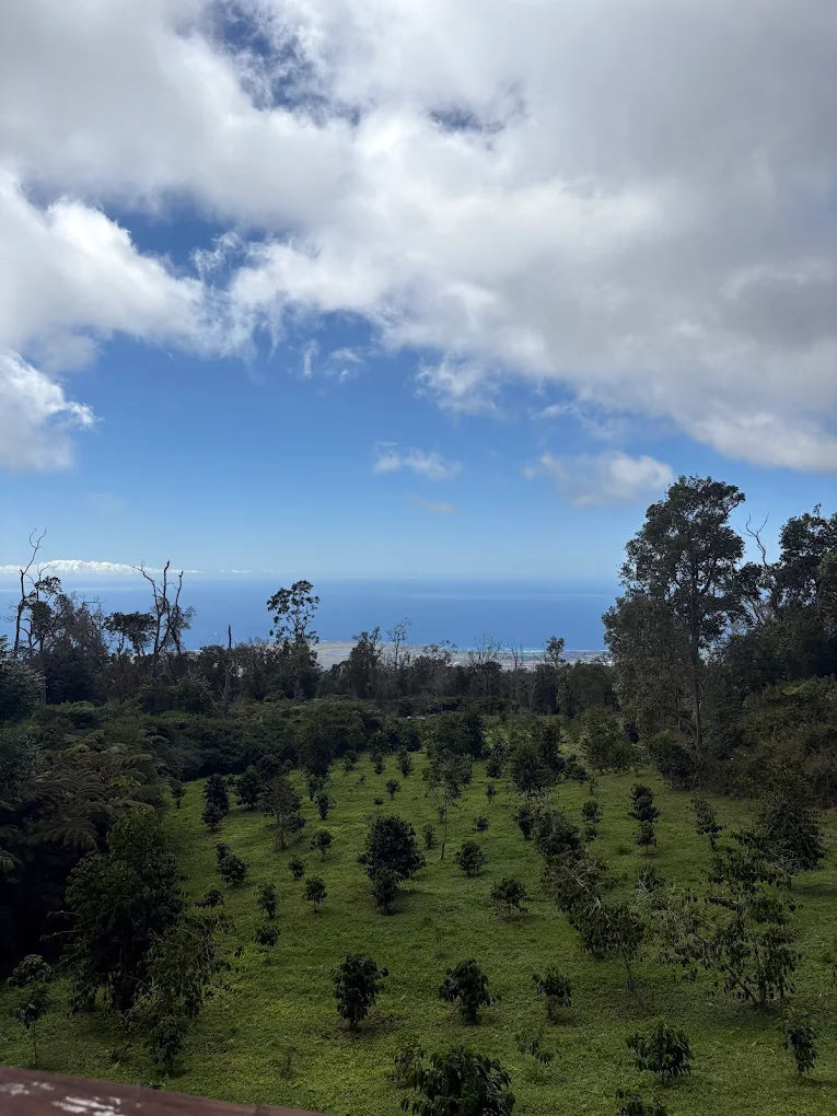 Scenic view of a grassy field with trees and a blue sky with clouds.