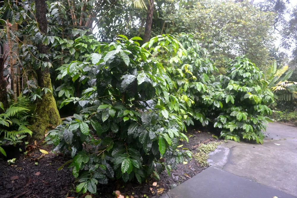 Coffee trees in a lush green forest setting