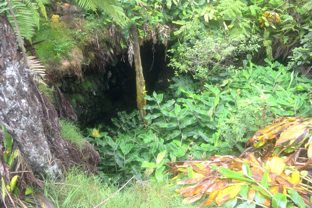 Tunnel entrance surrounded by dense green foliage in a tropical setting