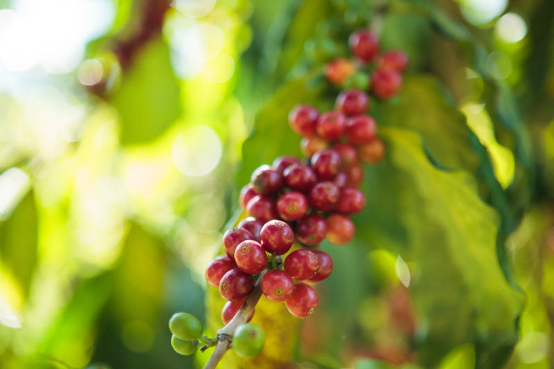 kona coffee cherry on the stem