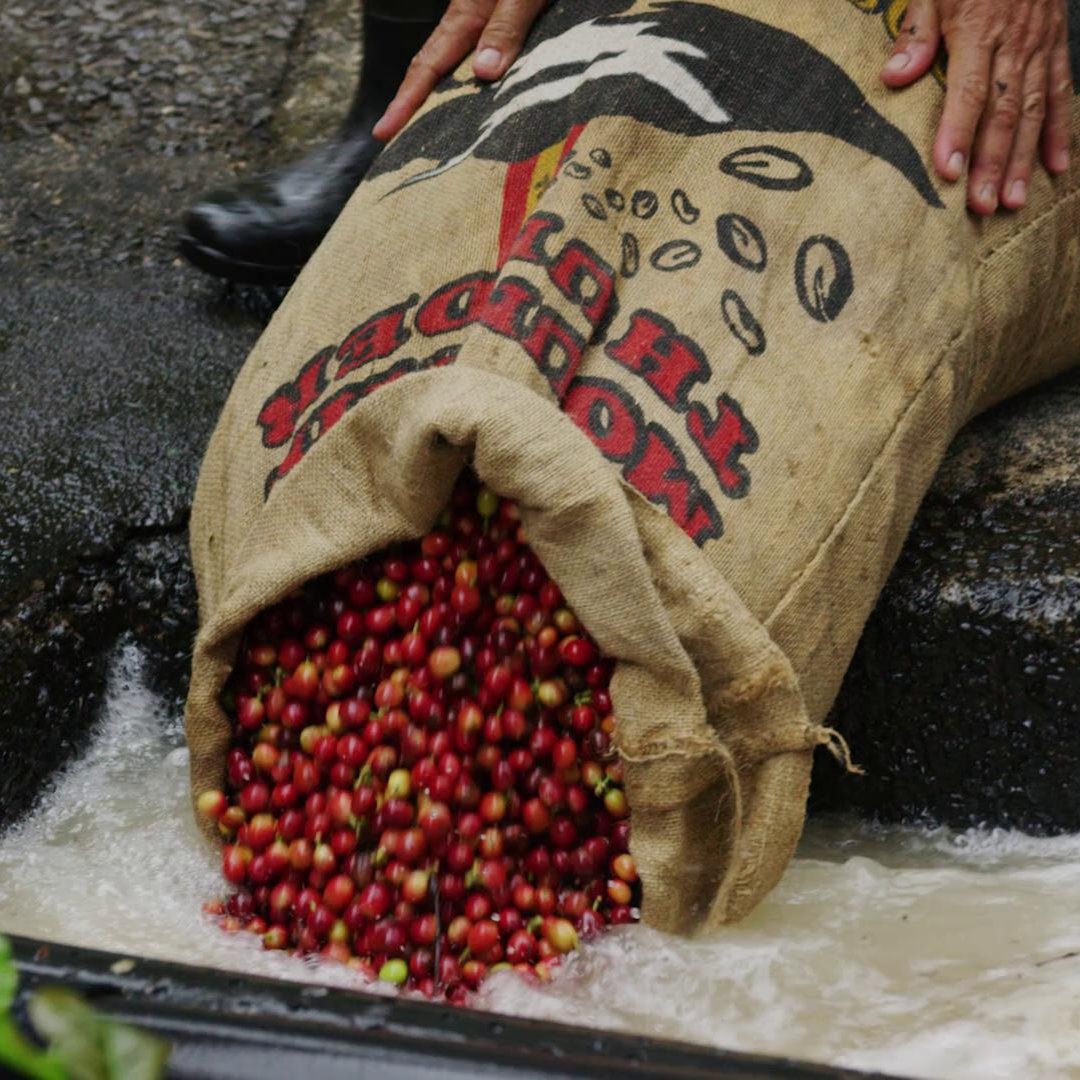 mountain thunder 100lb bag with coffee cherry flowing out