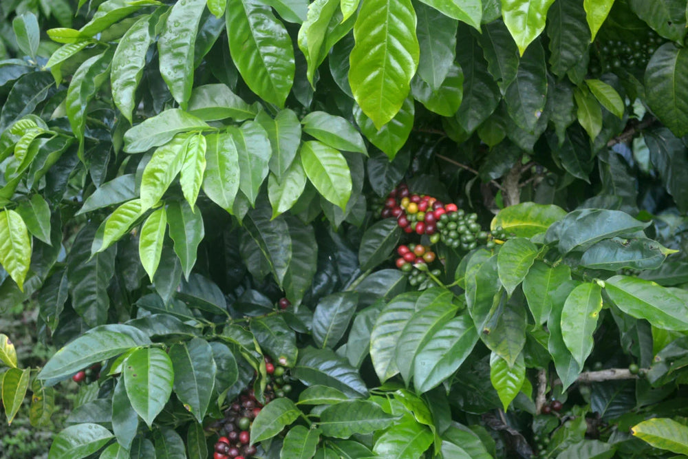 Coffee tree with green leaves and red coffee berries