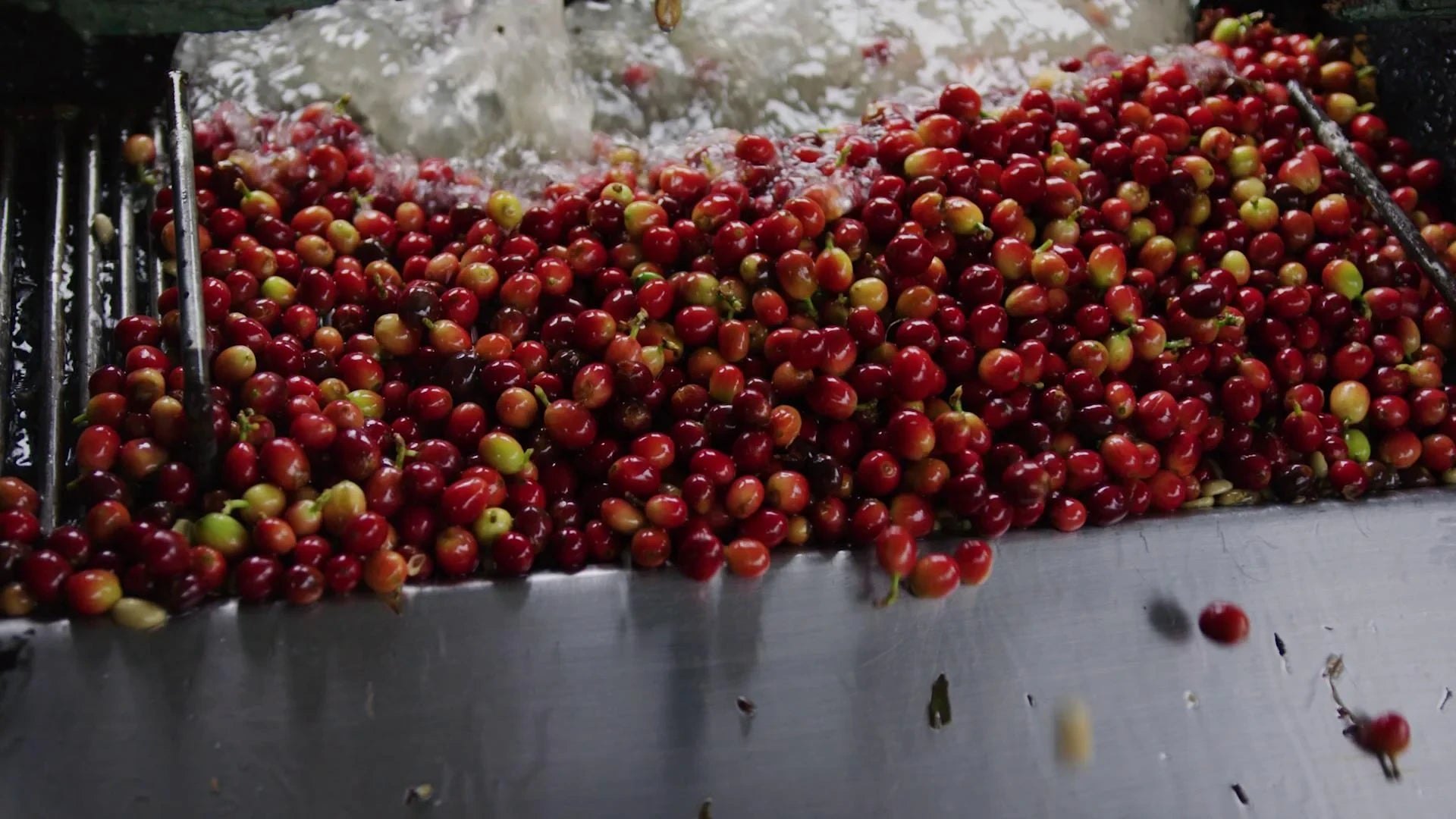Red and green coffee cherries on a conveyor belt