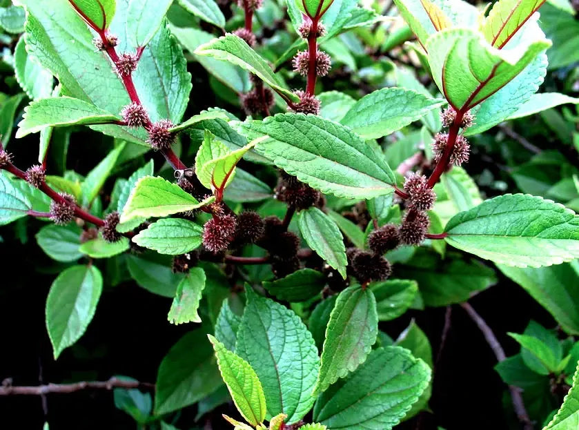 Close-up of green leaves with red stems and small brown buds.